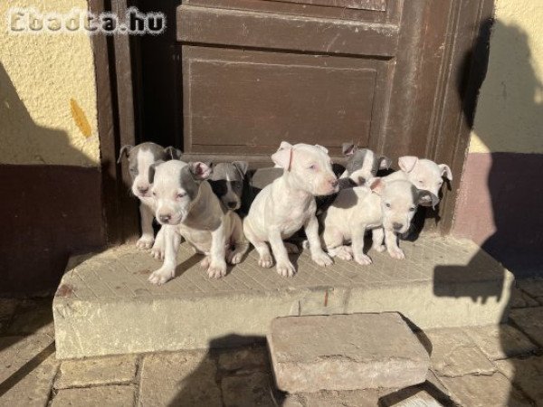 Amerikai Staffordshire terrier