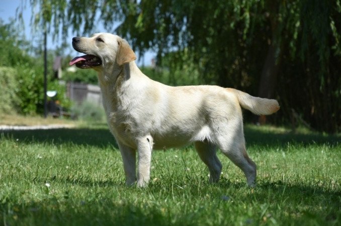 Labrador retriever