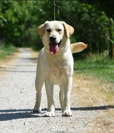 Labrador retriever