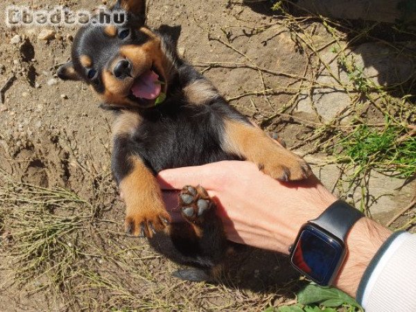 Rottweiler kiskutyák