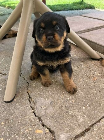 Rottweiler
