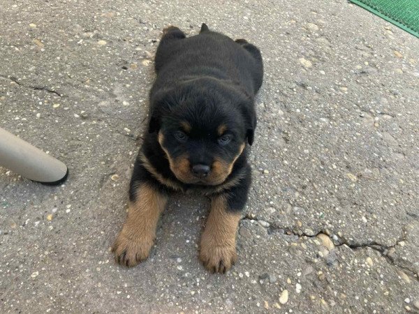 Rottweiler