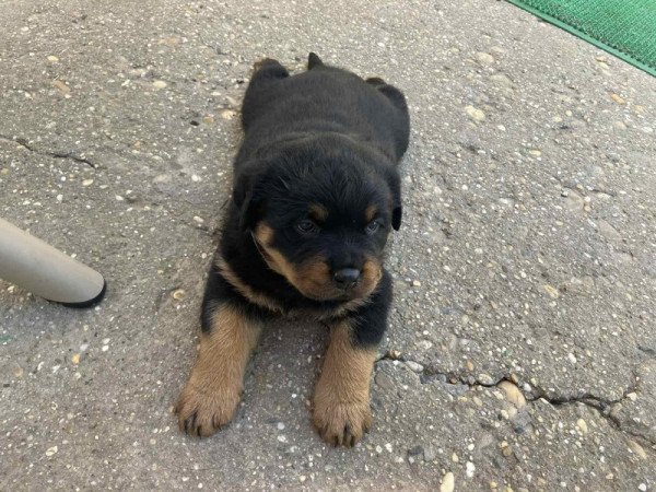 Rottweiler