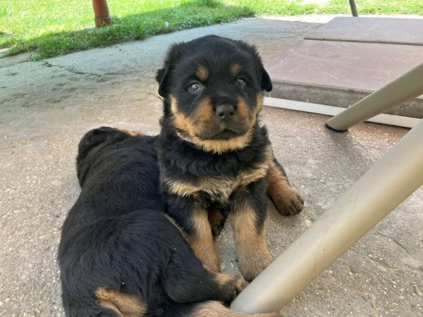 Rottweiler