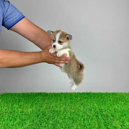 Pembroke Welsh Corgi