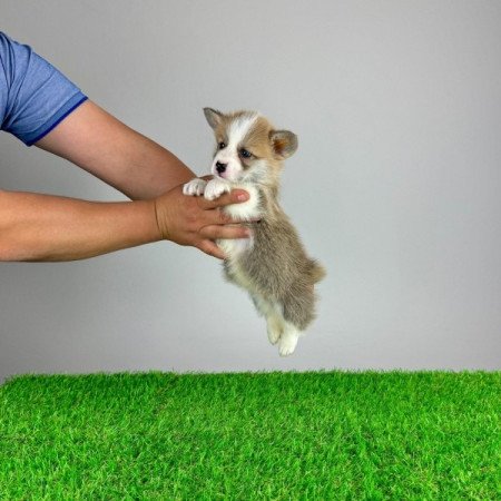 Pembroke Welsh Corgi