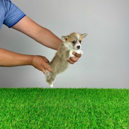 Pembroke Welsh Corgi