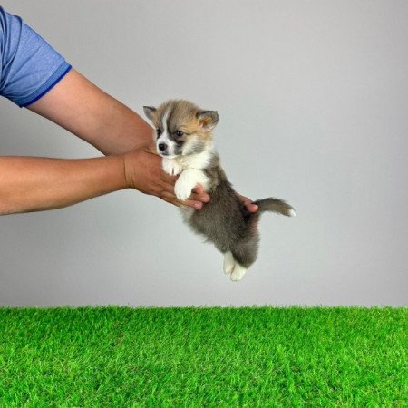 Pembroke Welsh Corgi