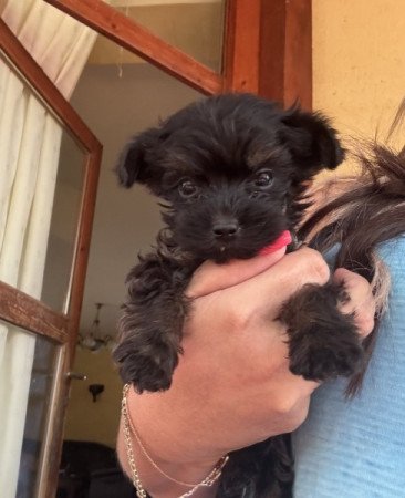 Black yorkshire terrier