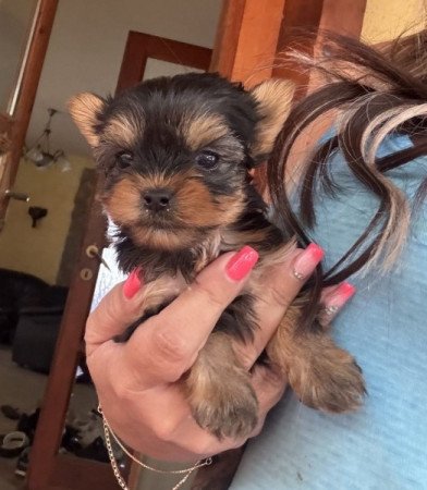 Yorkshire terrier