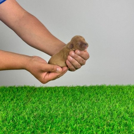 Cavalier King Charles spániel