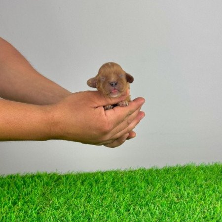 Cavalier King Charles spániel