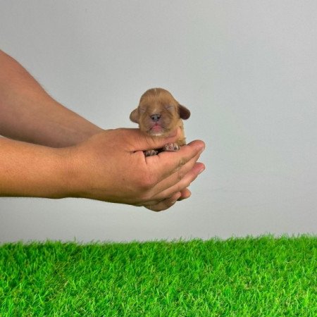 Cavalier King Charles spániel