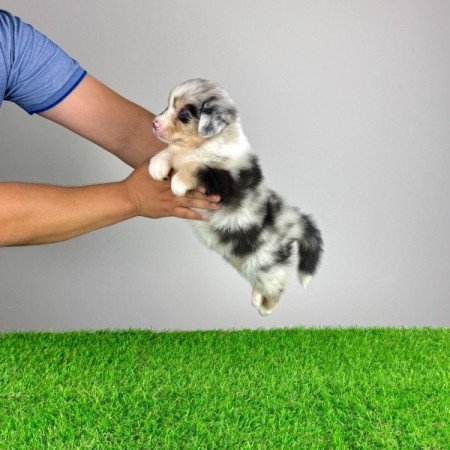 Ausztrál juhászkutya