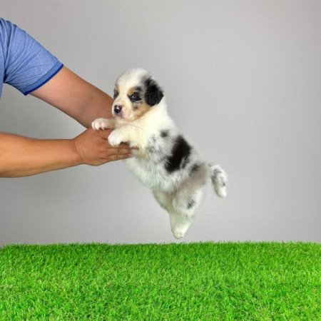 Ausztrál juhászkutya