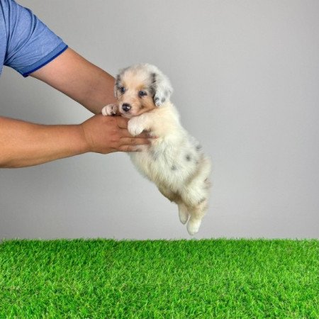 Ausztrál juhászkutya