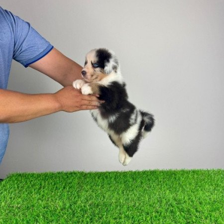 Ausztrál juhászkutya