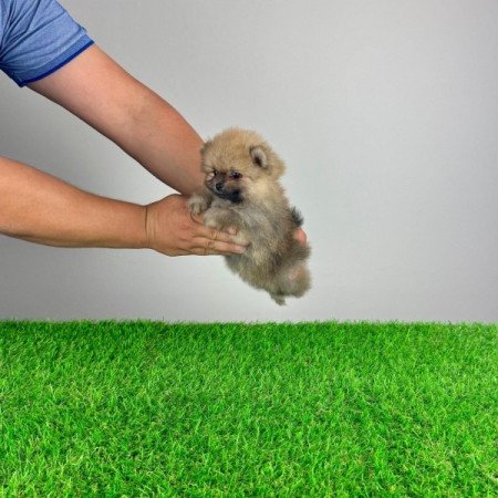 Pomerániai törpespitz