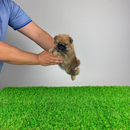 Pomerániai törpespitz