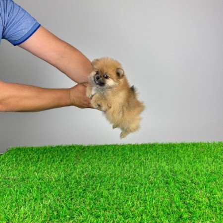 Pomerániai törpespitz