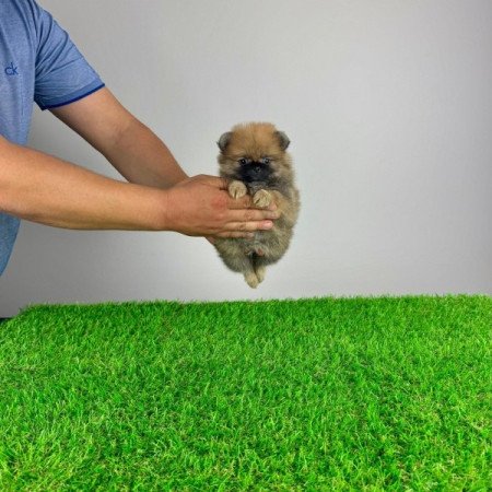 Pomerániai törpespitz