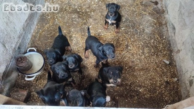 jagdterrier kölykök keresik a gazdáikat!