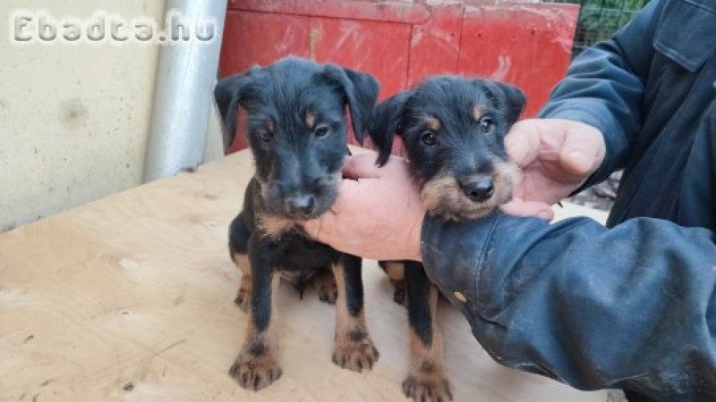 jagdterrier kölykök keresik a gazdáikat!