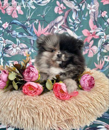 Spitz kiskutya törzskönyvel