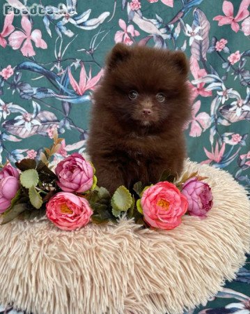 Spitz kiskutya törzskönyvel