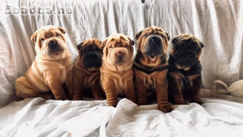 Shar pei