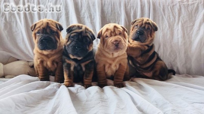 Shar pei