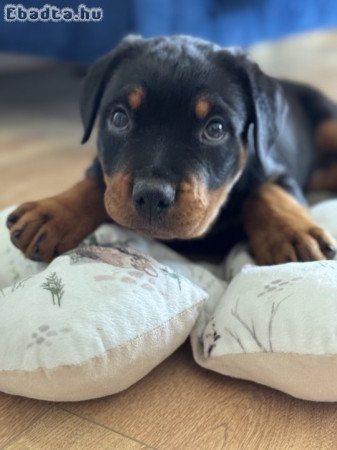 Rottweiler kiskutya eladó