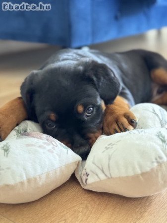 Rottweiler kiskutya eladó