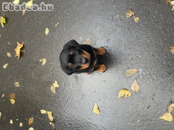 Rottweiler kiskutya eladó