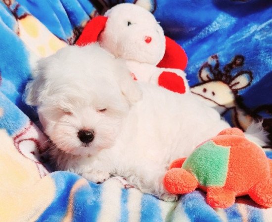 Bichon Havanese