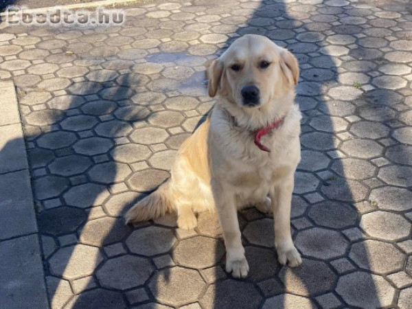 Golden retriever kutyusok gazdit keresnek