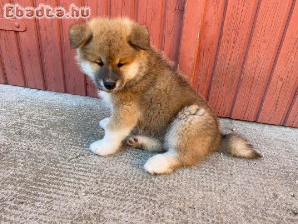 Japán akita inu