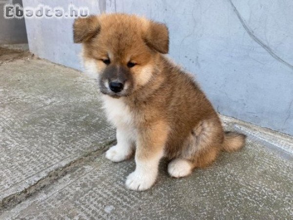 Japán akita inu