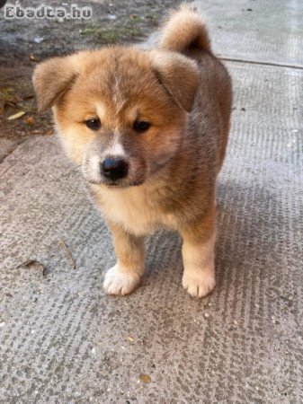 Japán akita inu