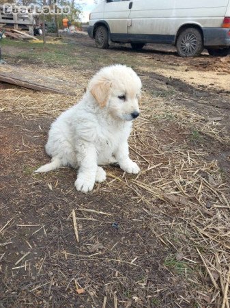 Kuvasz kölykök eladók