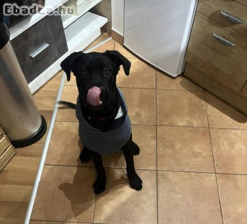 Eladó 7 hónapos Cane Corso Kan kutya