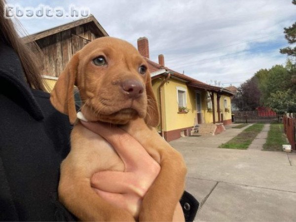 Magyar Vizsla kiskutyák eladóak