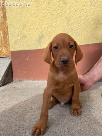 Magyar Vizsla kiskutyák eladóak