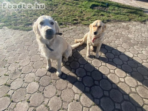 Golden retriever kutyusok gazdit keresnek