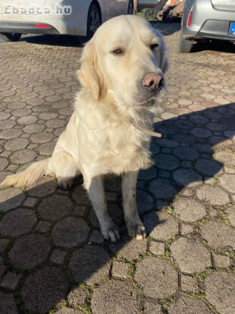 Golden retriever kutyusok gazdit keresnek