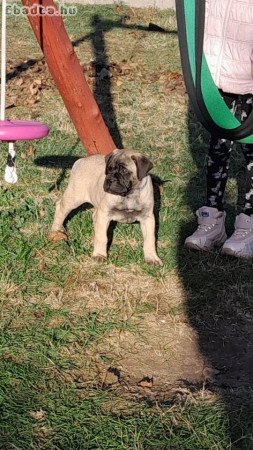 Eladó törzskönyvezett bullmastiff kislàny kutyus