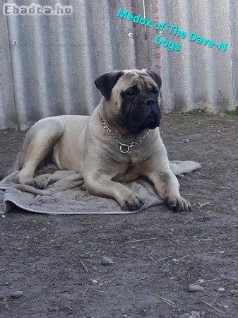 Eladó törzskönyvezett bullmastiff kislàny kutyus