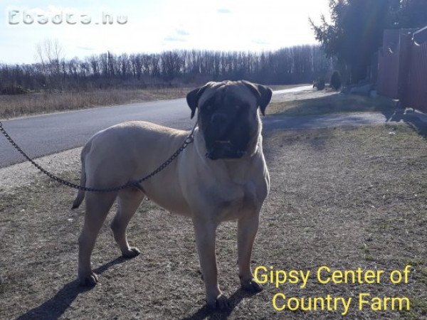 Eladó törzskönyvezett bullmastiff kislàny kutyus