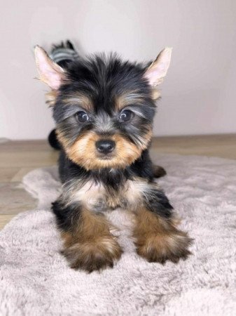 Yorkshire terrier