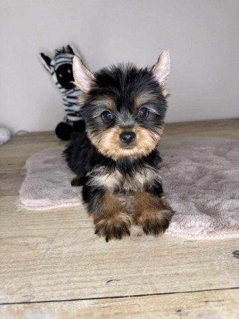 Yorkshire terrier